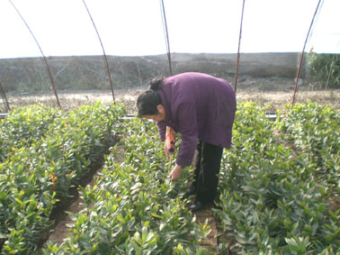 ���������ͻ��ܻ��|���ü��gʾ��ԇ��Mչ��� 