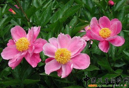     ֲ�ﾰ�^�S���r(sh��)�g�a(ch��n)��׃���������γ��S���Ą�(d��ng)�B(t��i)���^׃����ֲ��׃���п��������a(ch��n)����ҹ׃��������׃