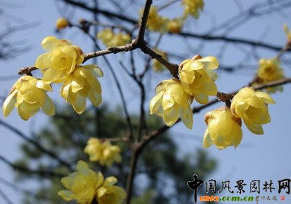 �@ұՓ������־������ֲ�ﾰ�^�ărֵ�������v