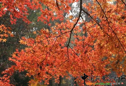 �@ұՓ������־������ֲ�ﾰ�^�ărֵ�������v