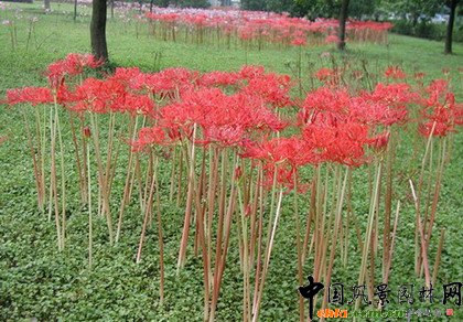 �@ұՓ������־������ֲ�ﾰ�^�ărֵ�������v