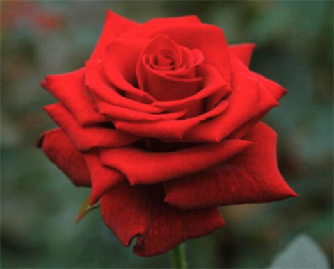 ���Ї��t��õ��`�ų����ƻ��Ą�������