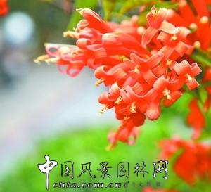 吊蘭吸毒力強(qiáng)大 炮仗花增添喜慶