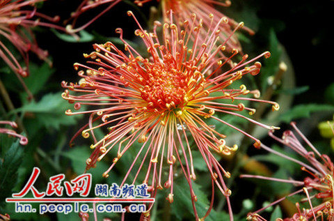 怒放的飛鳥美人