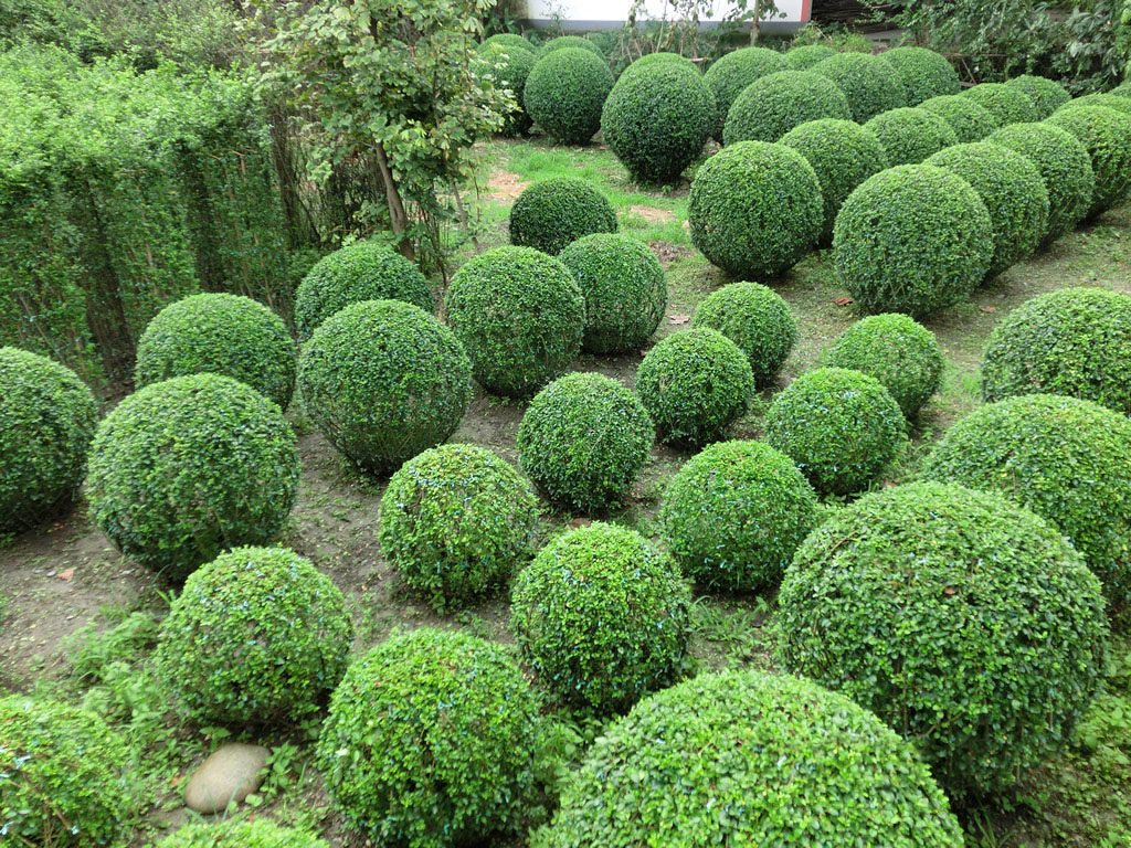 造型植物 小葉女貞