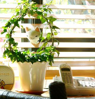 造型 常春藤 植物