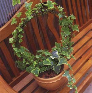 常春藤 植物 造型