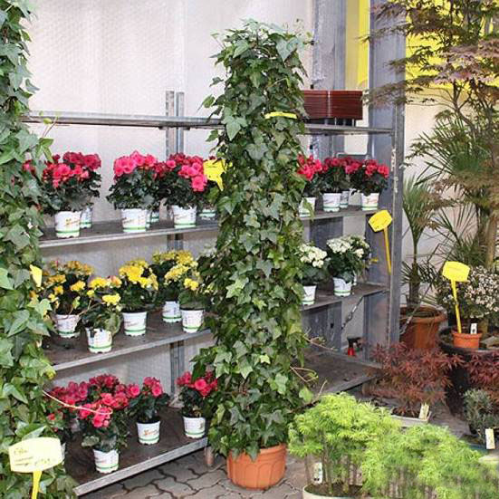 造型 植物 常春藤