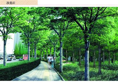 青島 景觀 灌木