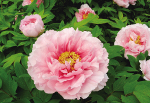 風(fēng)景園林 歐洲 植物 園藝