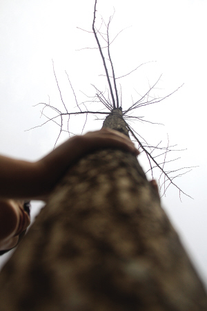 風景園林 濟南 綠化