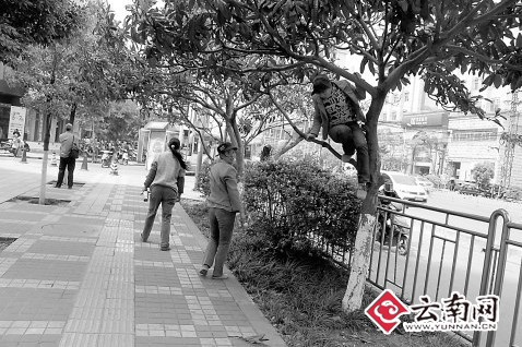 風(fēng)景園林 行道樹  綠化 農(nóng)藥