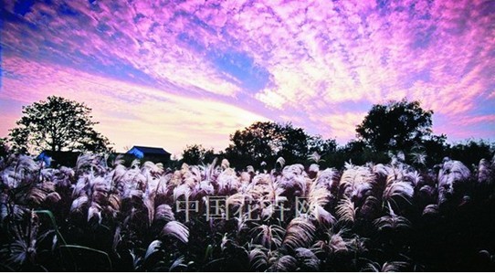 西溪濕地 綜合保護 濕地文化