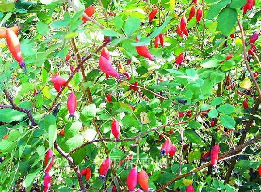 沈陽 俄羅斯 大果薔薇