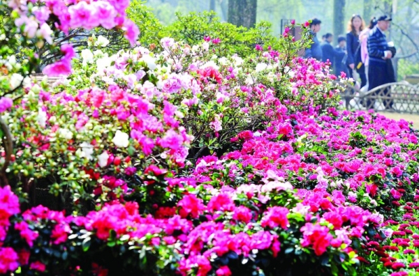 江蘇 拙政園 杜鵑花