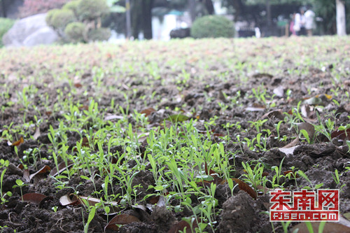 西湖 公園 野生花卉