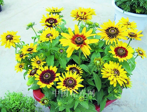 金光菊 丹佛戴 種植