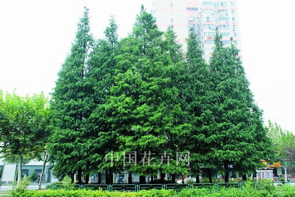 中山杉 樹種 耐水濕