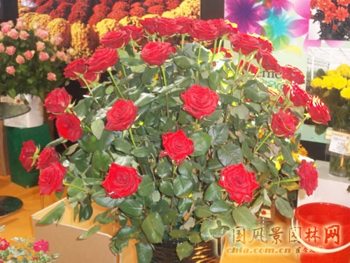 中國風景園林網 展會信息 花卉展