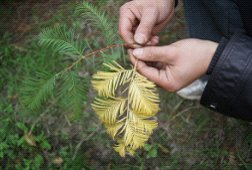 金葉水杉 園林 苗木