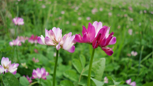 春天 科普 野花