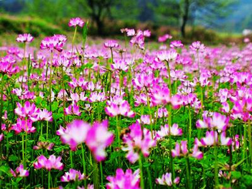 春天 科普 野花