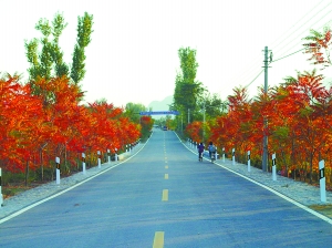 北京 公路 綠化 本土草 進口草 中國風景園林網