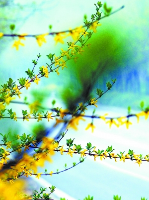 北京 公路 綠化 本土草 進口草 中國風景園林網