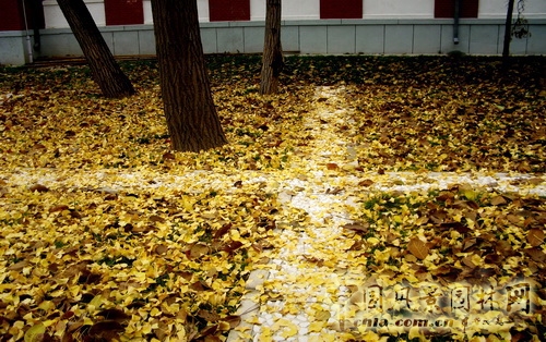 郭明 景觀設(shè)計(jì) 北京園博會 設(shè)計(jì)師廣場 北大醫(yī)學(xué)部 中國風(fēng)景園林網(wǎng)