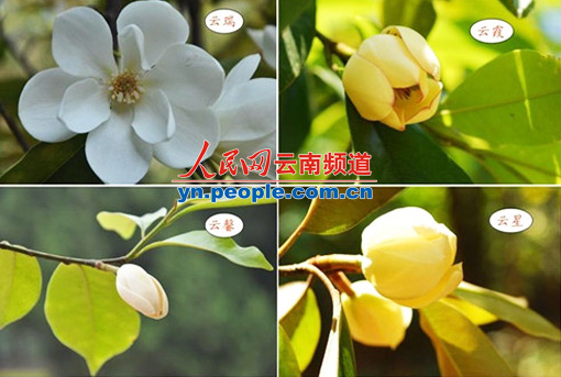 昆明 植物 含笑