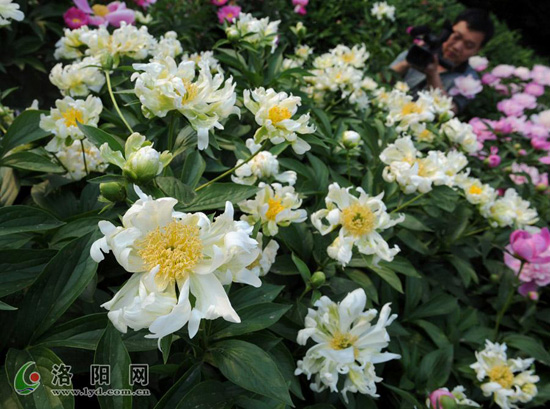 洛陽(yáng) 牡丹 芍藥