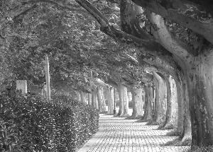 南京 組建 園林局 方案 實施 古樹 中國風景園林網