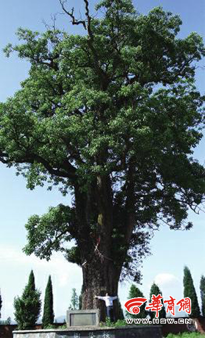 陜西 重陽木 菩提樹
