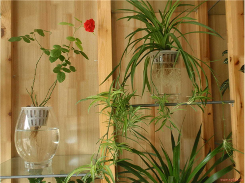 水培植物 旺季 中國風景園林網(wǎng)