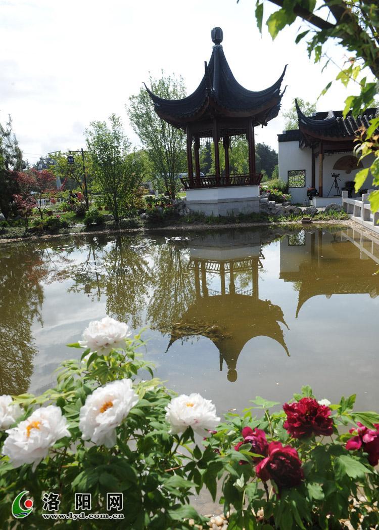 洛陽 牡丹 荷蘭