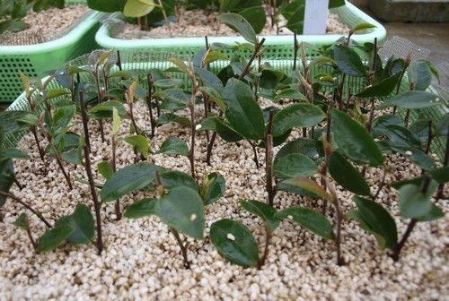 上海 植物 連蕊茶