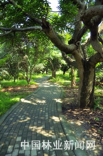 綠道 森林 生態(tài) 城市 建設(shè) 新風(fēng)潮 中國(guó)風(fēng)景園林網(wǎng)