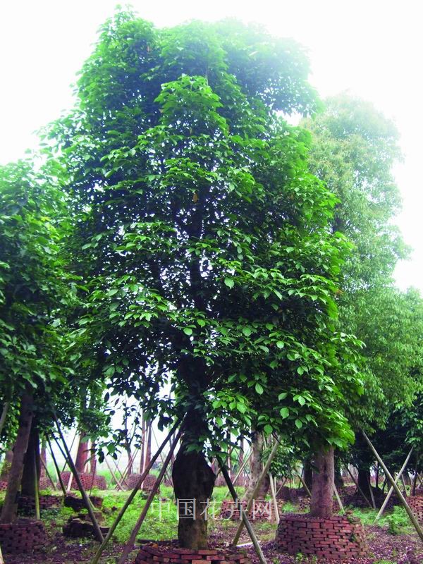 大樹 養護 管理