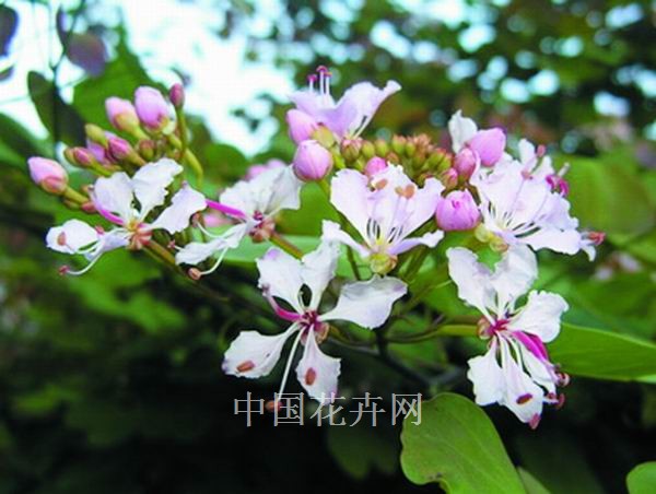 上海 引種 湖北羊蹄甲