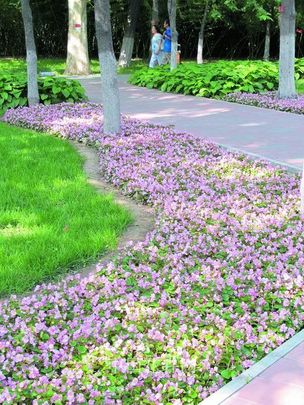 草花 應用 藝術