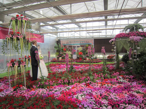 草花 應(yīng)用 婚禮