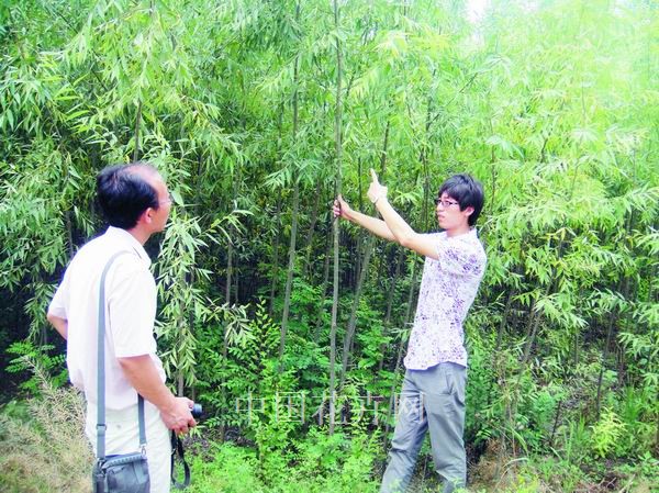 河北 獻縣 竹柳