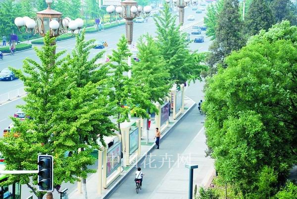 唐山 銀杏 焦葉