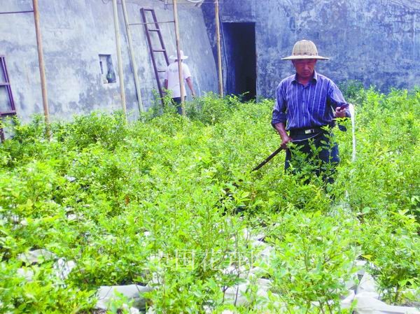 藍莓 花卉 水果
