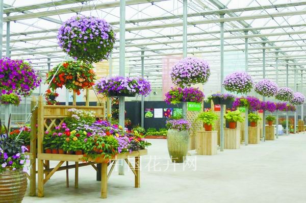 泛美 品種 展會(huì)