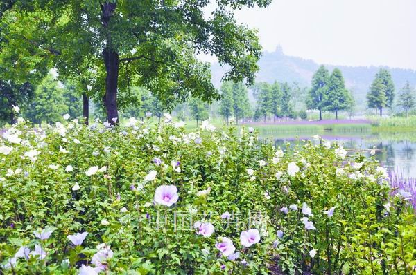 木槿 花卉 苗木