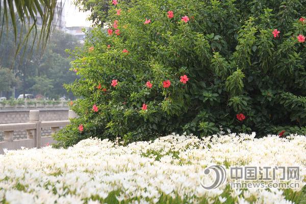 廣東 綠化 蔥蘭