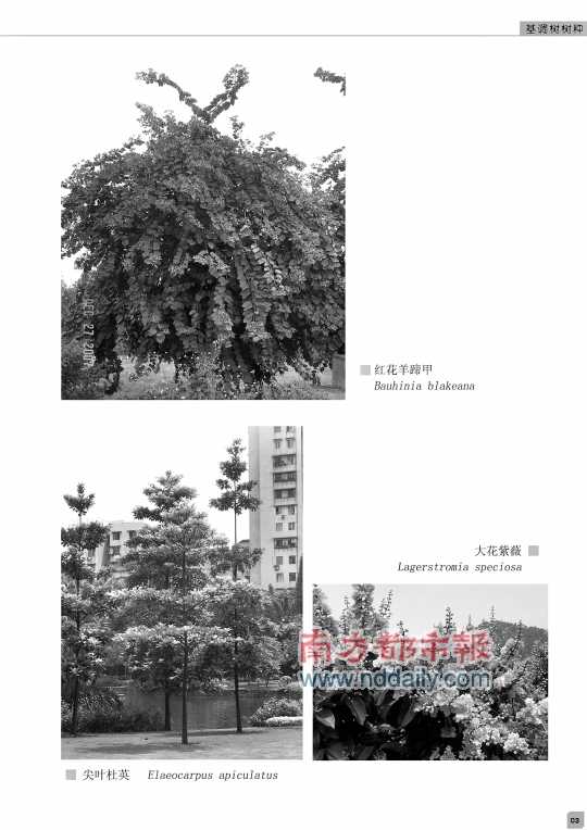 廣東 佛山 綠化 基調樹 規劃 中國風景園林網