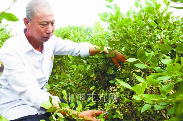 藍莓 苗木 花卉