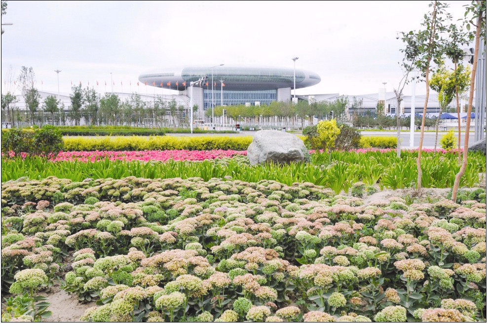 新疆 亞博會 植物